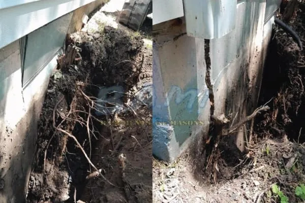 How trees cause foundation-damage